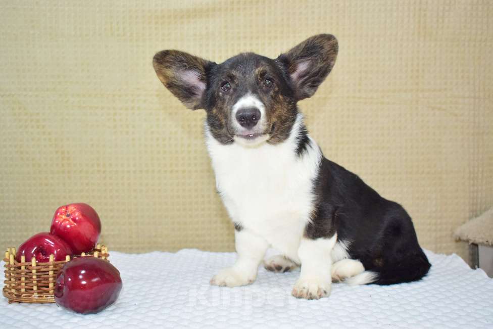 Собаки в Москве: Щенок корги в любимцы Мальчик, 25 000 руб. - фото 2