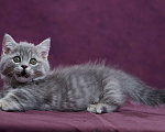 Кошки в Барнауле: Котик Юрий💟 Мальчик, Бесплатно - фото 2