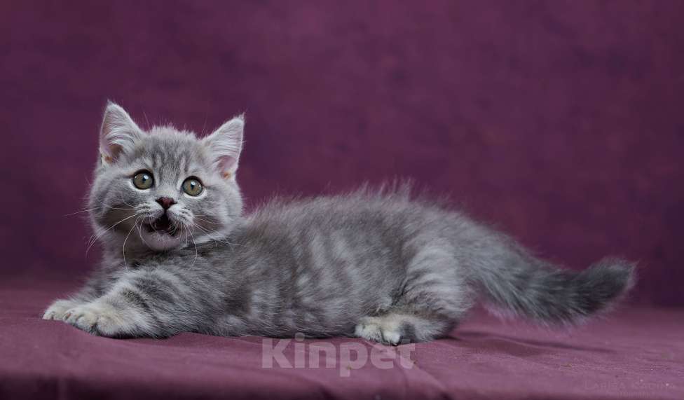 Кошки в Барнауле: Котик Юрий💟 Мальчик, Бесплатно - фото 2