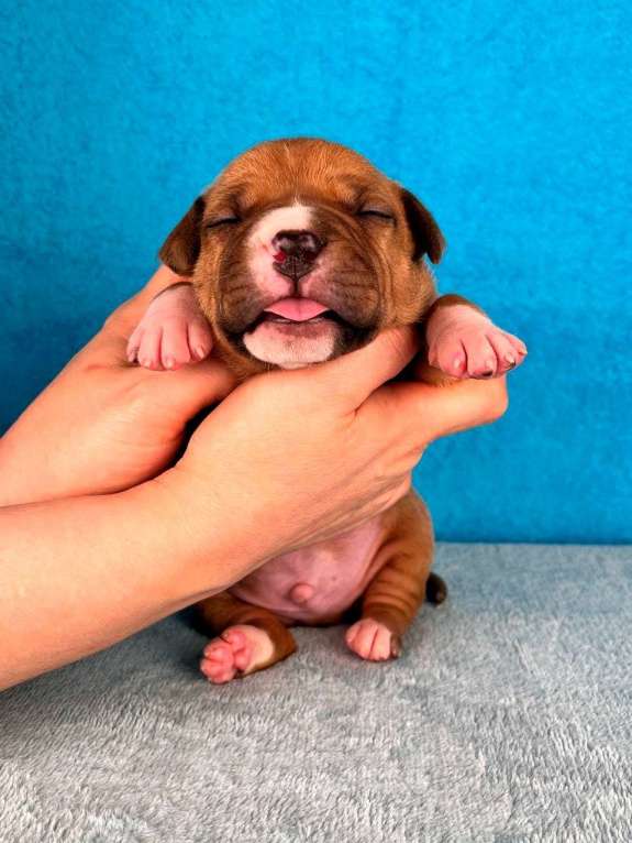 Собаки в Москве: Шикарный парень амстаффа Мальчик, 80 000 руб. - фото 4