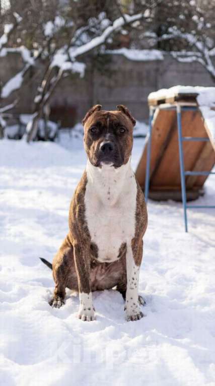 Собаки в Санкт-Петербурге: Питбуль Мунна ищет дом! Девочка, Бесплатно - фото 3