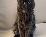 Кошки в Москве: Маленькое чудо Яшенька, милейший черный котенок в добрые руки Мальчик, 10 руб. - фото 4