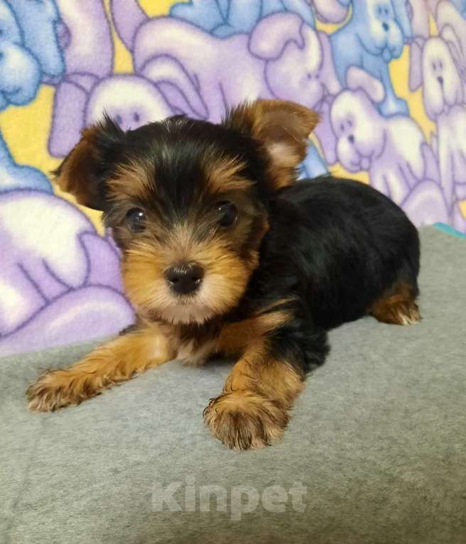 Собаки в других городах Тверской области: Милые Йорки Девочка, 30 000 руб. - фото 8