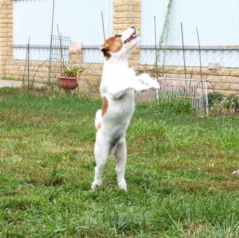 Собаки в других городах Ростовской области: Джек Рассел Терьер Мальчик, 20 000 руб. - фото 2