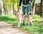 Собаки в Москве: Щенок в дар  Девочка, Бесплатно - фото 6