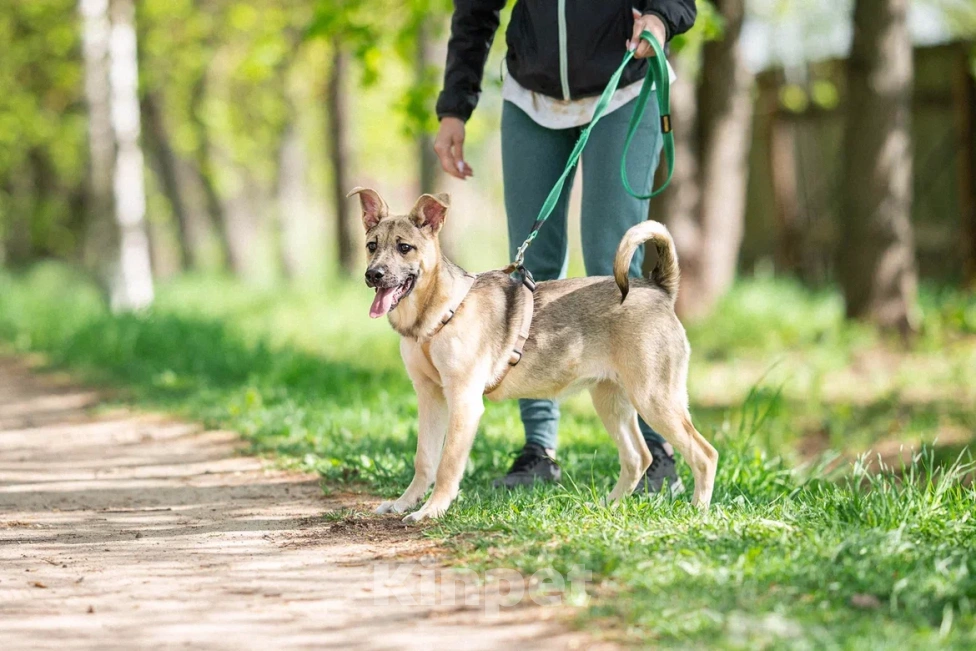 Собаки в Москве: Щенок в дар  Девочка, Бесплатно - фото 6
