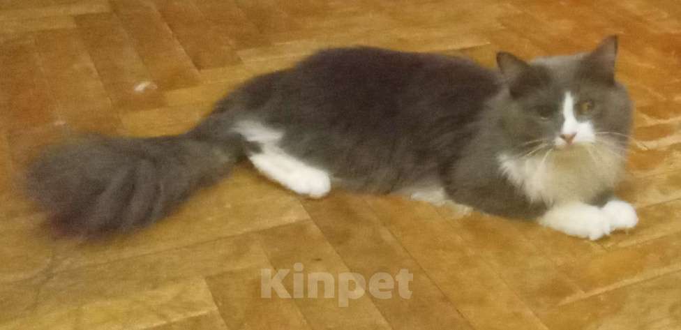 Кошки в Москве: Серый с белым сибирский котик Мальчик, 15 000 руб. - фото 1