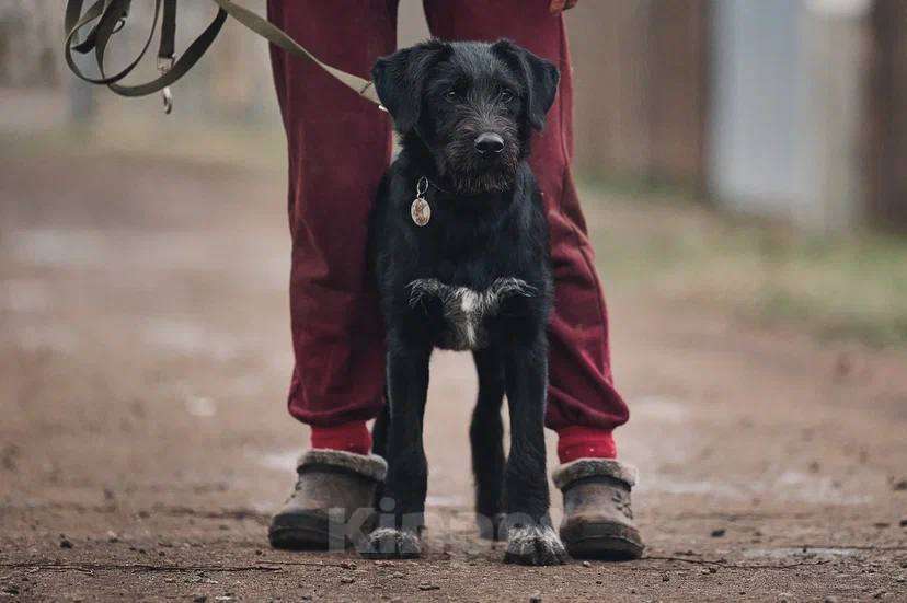 Собаки в Лосином-Петровском: Ненси якутенок Девочка, Бесплатно - фото 2