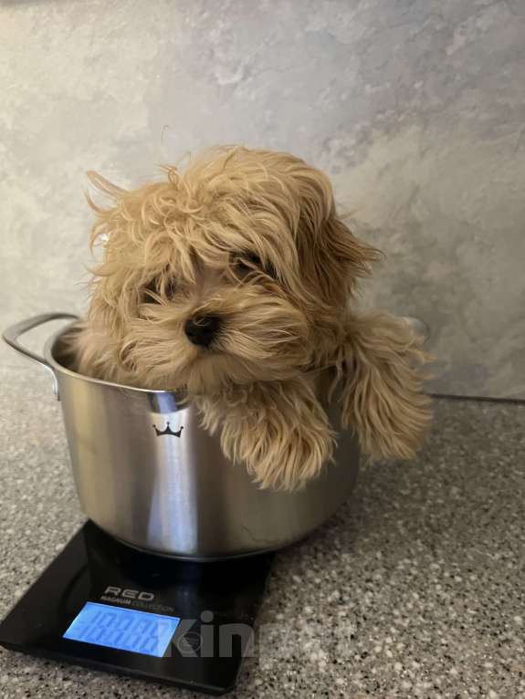 Собаки в Москве: Мальчик мальтипу f1 мини Мальчик, 65 000 руб. - фото 1