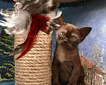 Кошки в Ростове-на-Дону: Европейская Бурма котята Девочка, Бесплатно - фото 7