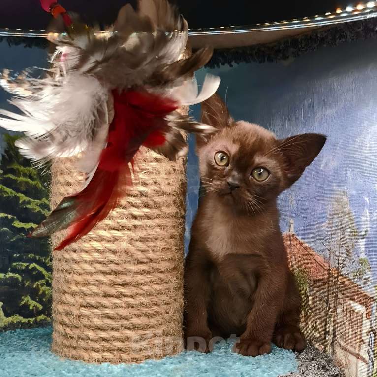Кошки в Ростове-на-Дону: Европейская Бурма котята Девочка, Бесплатно - фото 7