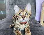 Кошки в Люберцах: Бенгальские котята с документами  Девочка, 25 000 руб. - фото 5