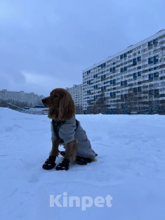 Собаки в Москве: Ищем семью и лучшего друга для нашего солнышки Мальчик, 1 000 руб. - фото 1