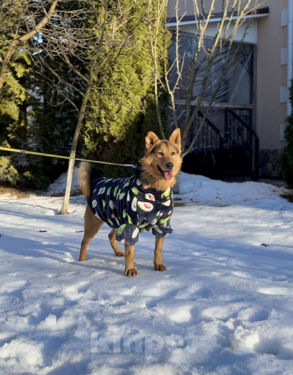 Собаки в других городах Московской области: Рыжий пес Хенк ищет дом! Мальчик, Бесплатно - фото 2