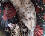 Кошки в Самаре: Потерялся пацан Мальчик, Бесплатно - фото 2