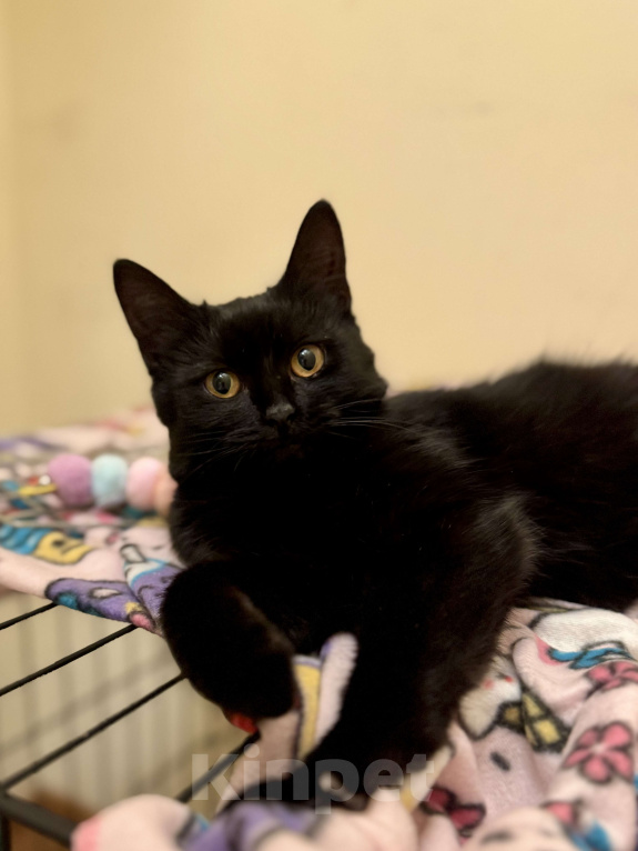 Кошки в Москве: Бриошь в поисках дома Девочка, Бесплатно - фото 6
