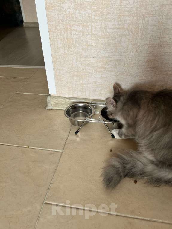 Кошки в Москве: Отдам ласковую кошечку в добрые руки,срочно!! Девочка, Бесплатно - фото 3