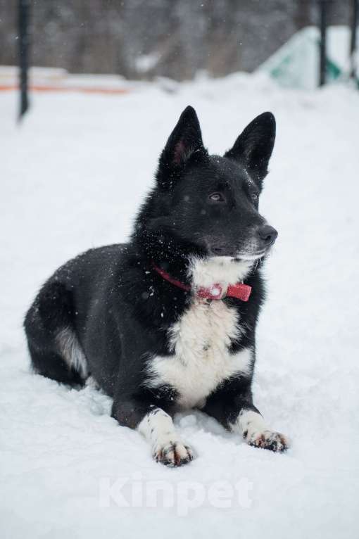 Собаки в Москве: Аяне нужен дом  Девочка, Бесплатно - фото 4