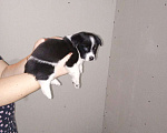 Собаки в Самаре: Отдаю щенка мелкой породы с нетбычнвй окрасом Мальчик, 10 руб. - фото 1