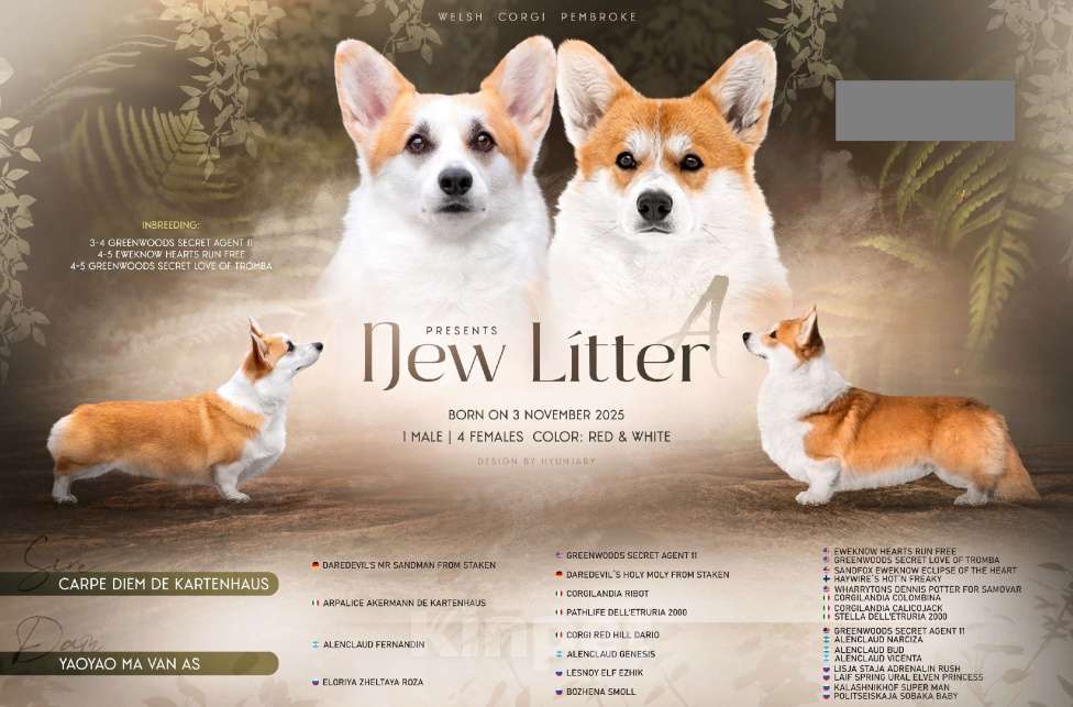 Собаки в Перми: Щенки вельш корги пемброк девочки Девочка, 38 000 руб. - фото 5