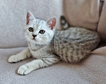 Кошки в Королеве: Британские котята Табби Мальчик, 7 000 руб. - фото 1