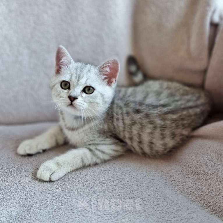 Британские котята Табби - купить, продать или отдать на Kinpet