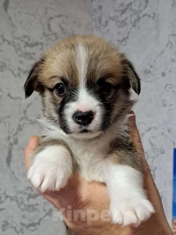 Собаки в Волгодонске: Щенки Вельш Корги Пемброк Разнополые, Бесплатно - фото 5