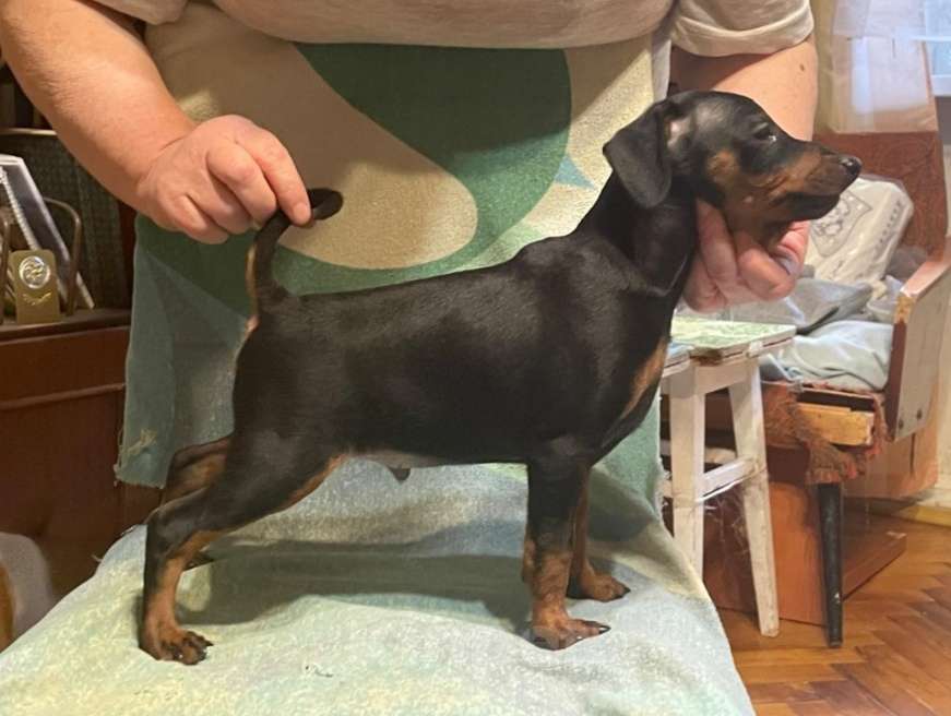 Собаки в других городах Ленинградской области: Породные щенки цвергпинчера Мальчик, 50 000 руб. - фото 2