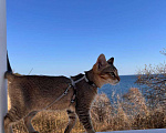 Кошки в Геленджике: Чаузи купить котенка Мальчик, 70 000 руб. - фото 3