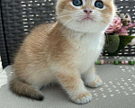 Кошки в Владивостоке: Котенок британской породы Мальчик, 90 000 руб. - фото 2