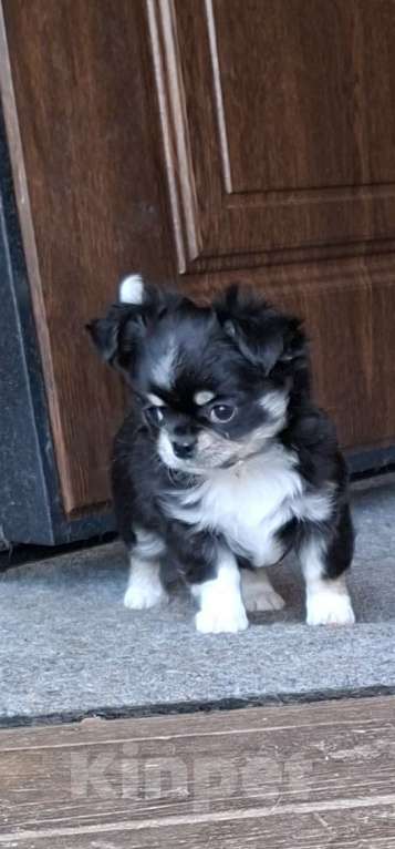 Собаки в других городах Калужской области: Девочка черный триколор Девочка, 65 000 руб. - фото 6