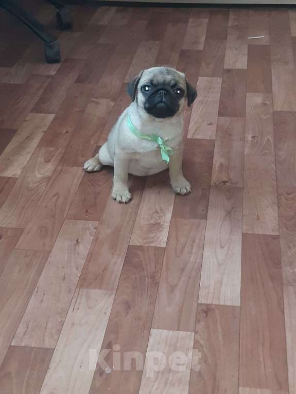 Собаки в Новосибирске: Мопса щенок девочка Девочка, 40 000 руб. - фото 3