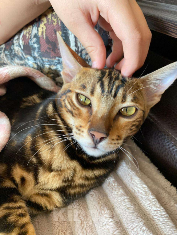 Кошки в Ростове-на-Дону: Бенгальские котята Девочка, 17 000 руб. - фото 9