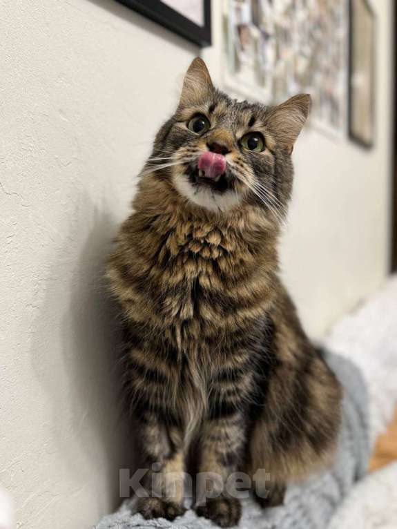 Кошки в Балашихе: Банзай Мальчик, Бесплатно - фото 4