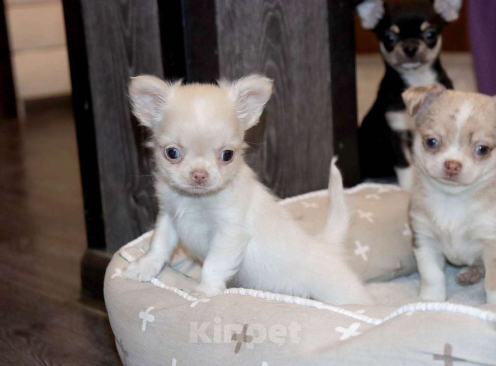 Собаки в Лобне: Крошка чихуахуа Мальчик, 55 000 руб. - фото 3