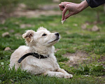 Собаки в Щелково: Снежинка Девочка, Бесплатно - фото 2