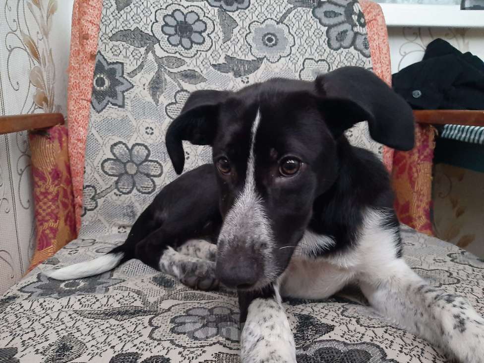 Собаки в Ялте: Девочка ищет дом  Девочка, Бесплатно - фото 2