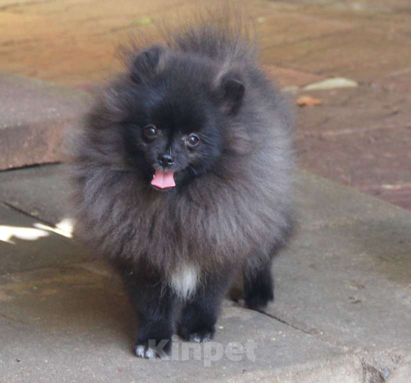 Собаки в Раменском: Мальчик шпица  Мальчик, 25 000 руб. - фото 4