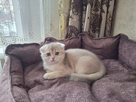 Violet Luna
