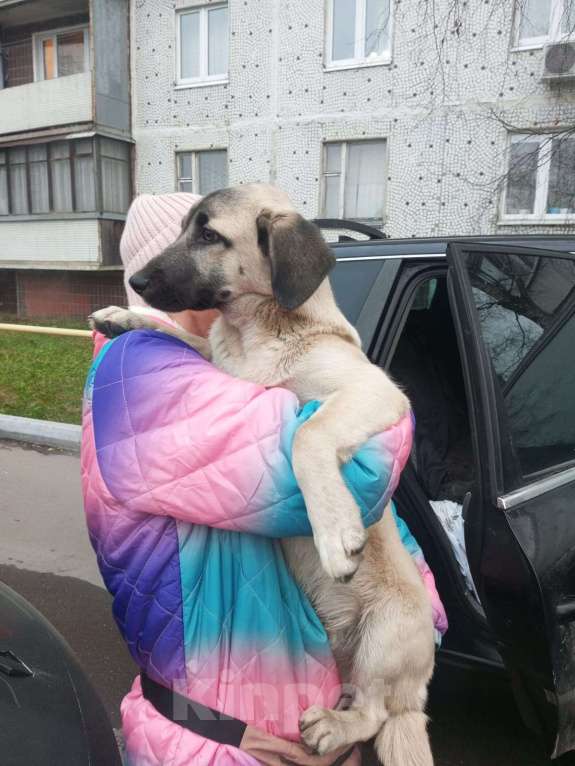 Собаки в Ногинске: Шаловливый щенок хорошему хозяину Мальчик, Бесплатно - фото 5