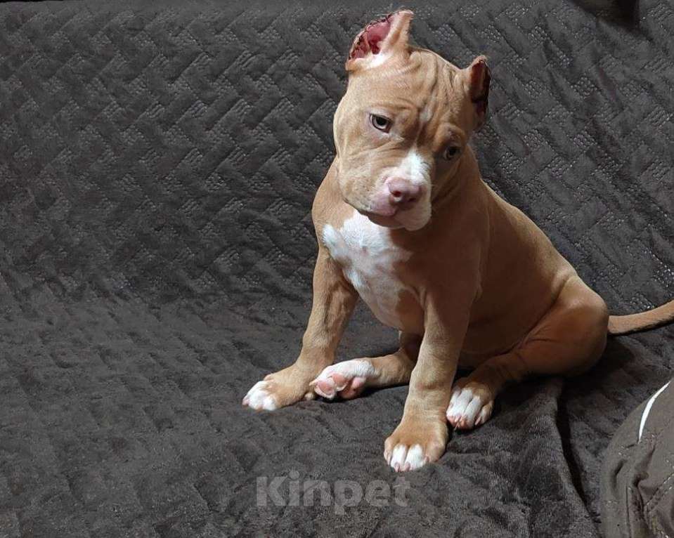 Собаки в Оренбурге: Американский булли в типе покет Девочка, 65 000 руб. - фото 4