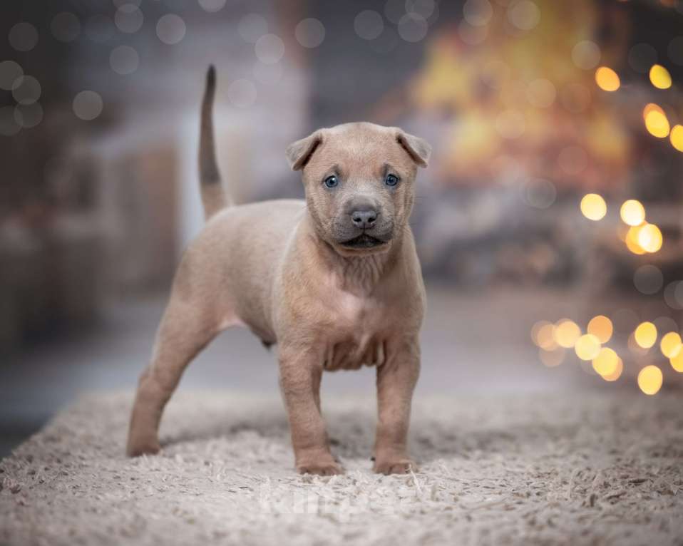 Собаки в Колпино: Щенок тайский риджбек Мальчик, 80 000 руб. - фото 4
