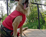 Собаки в Новосибирске: Ардан особенный пес ищет дом Мальчик, 1 руб. - фото 2