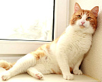 Кошки в Москве: Рыжий Рудик. Ласковый котик в добрые руки. Мальчик, Бесплатно - фото 3