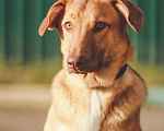 Собаки в Москве: Розовоносый небольшой метис лабрадора Вишня в дар Девочка, Бесплатно - фото 2