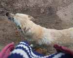 Собаки в Дубне: Милая Белла ищет дом  Девочка, 10 руб. - фото 6