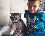 Кошки в Челябинске: Кот британец Мальчик, Бесплатно - фото 1