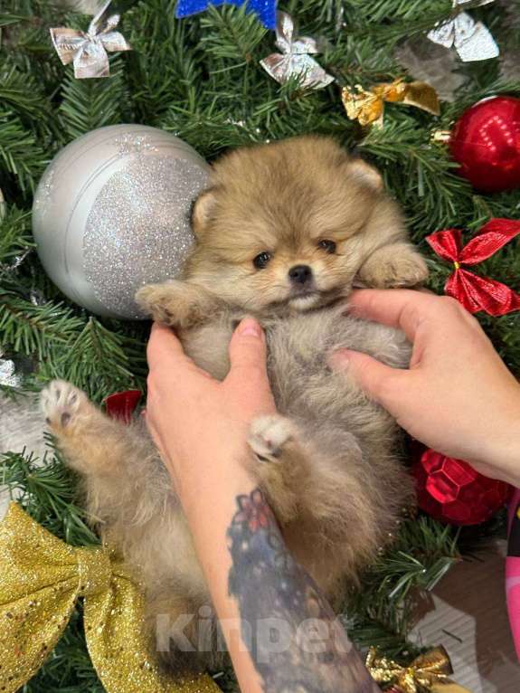 Собаки в Перми: Щенки померанского шпица Девочка, 50 000 руб. - фото 3