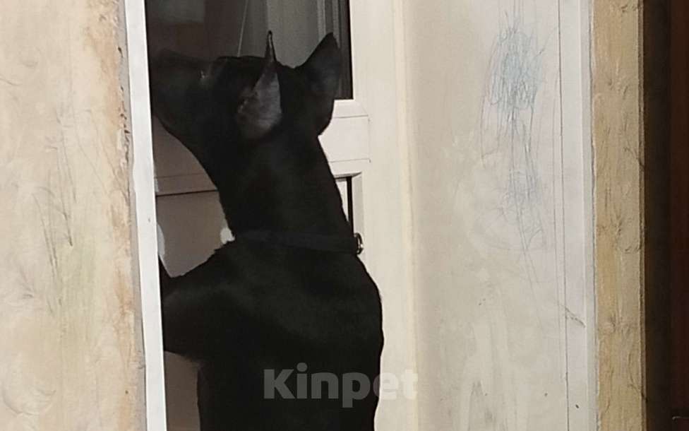 Собаки в Санкт-Петербурге: Отдам в хорошие руки Девочка, 1 руб. - фото 1