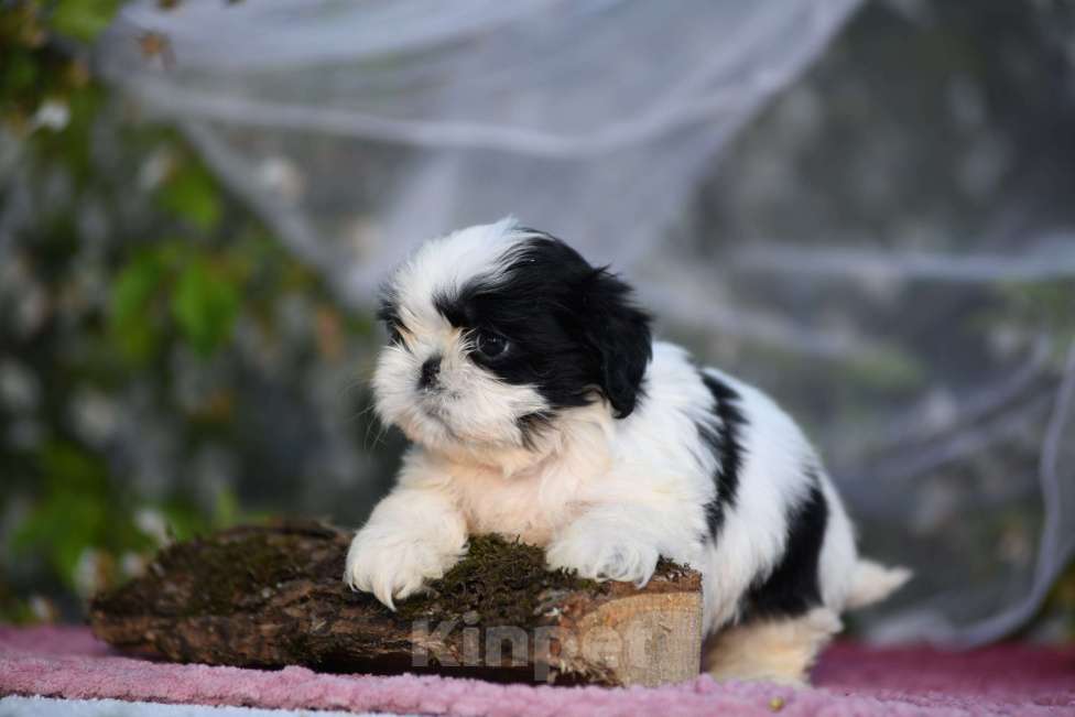 Собаки в Краснодаре: малыши ши - тцу Разнополые, Бесплатно - фото 2